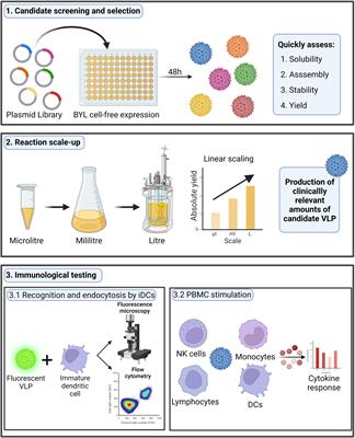 Rapid screening and scaled manufacture of immunogenic virus-like particles in a tobacco BY-2 cell-free protein synthesis system